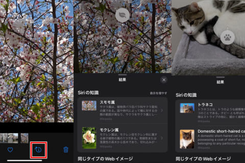 iPhoneやiPadで「画像を調べる」を使って、写真に写る対象を特定する方法のイメージ画像