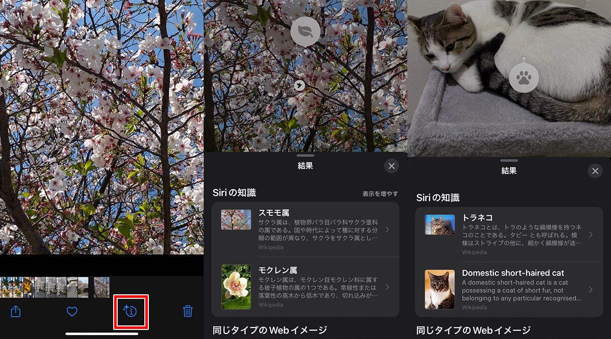iPhoneやiPadで「画像を調べる」を使って、写真に写る対象を特定する